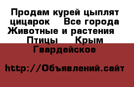 Продам курей цыплят,цицарок. - Все города Животные и растения » Птицы   . Крым,Гвардейское